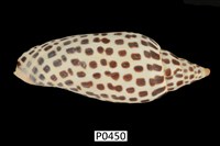 藏品(女神渦螺)的圖片